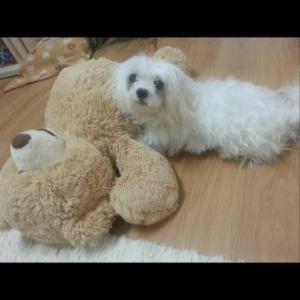 강아지 찾습니다 (사례금 50만원)