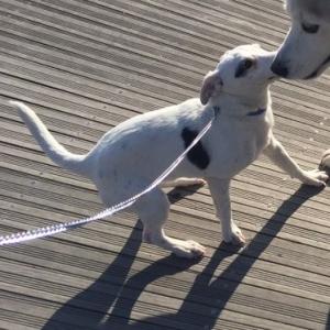 흰색강아지 찾습니다. (도봉산밑무수골. 둘레길. 난향별원)