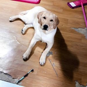 래브라도 리트리버를 찾습니다