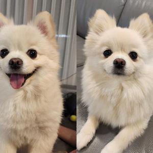 충북 앙성버스정류장 부근에서 잃어버린 시월이(포메 흰색)를 찾습니다.