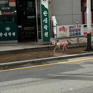 빨간색 옷입고있는 황토색 강아지를 찾습니다