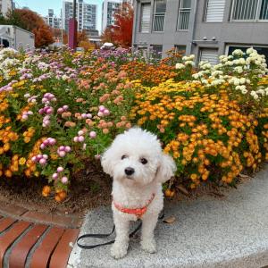 강아지 찾습니다.