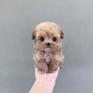 크림말티푸분양 다양한 모색 말티푸분양