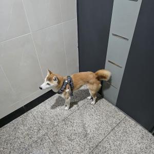 시바견 찾습니다