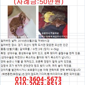 (경기 오산)저희아이 밍이 찾습니다