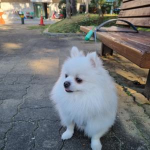 천안 포메라니안(수컷) 찾습니다