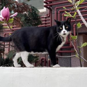 대명동에서 턱시도 고양이 찾습니다