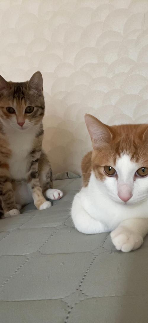 코리안숏 6개월 3마리 책임비 없습니다