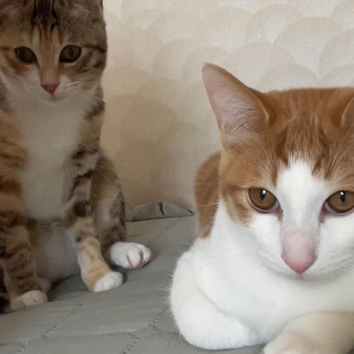 코리안숏 6개월 3마리 책임비 없습니다