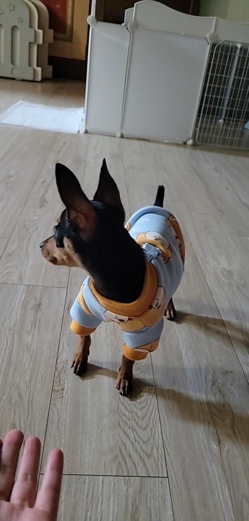 9개월 왕자 미니핀