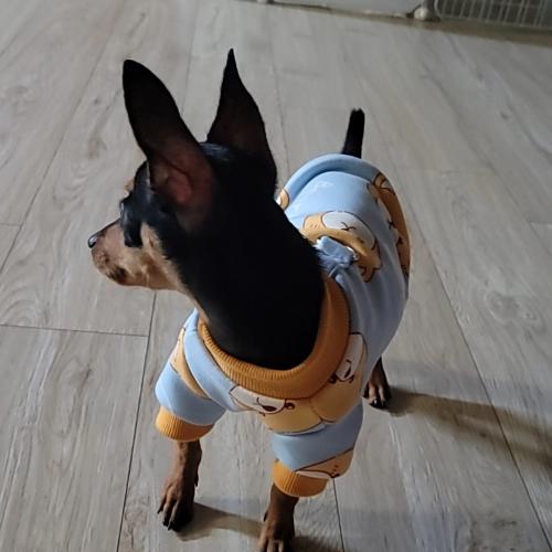 9개월 왕자 미니핀