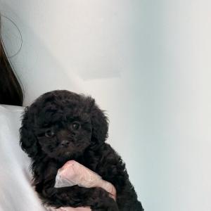 귀여운 실버푸들 공주님 분양합니다~!