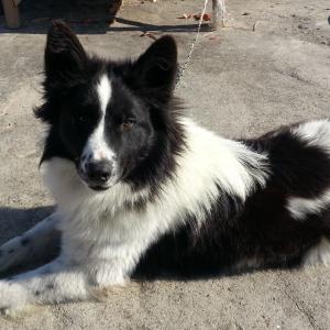 보더콜리 암,수 찾습니다 경남하동,보더콜리한쌍