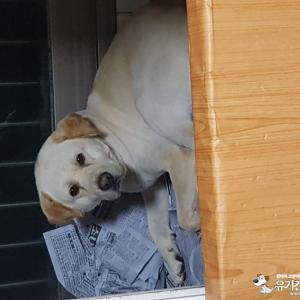 레보라도 리트리버를 찾습니다