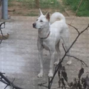 풍산개 두부를 찾았습니다.