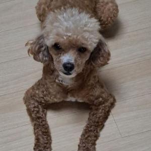 찾았습니다!!!!! - 경기광주 쌍령동에서 쵸코색 푸들을 애타게 찾습니다. (12/26 강아지 분실)