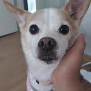 믹스견 찾아요..