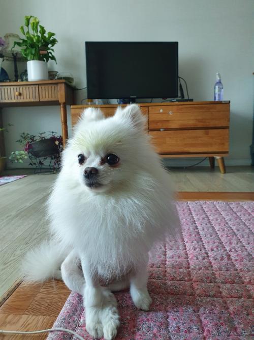 청주 흰색 강아지 주인분 찾아요.