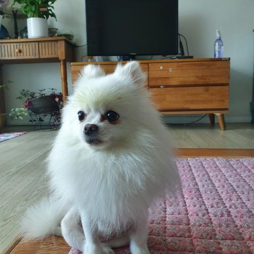 청주 흰색 강아지 주인분 찾아요.