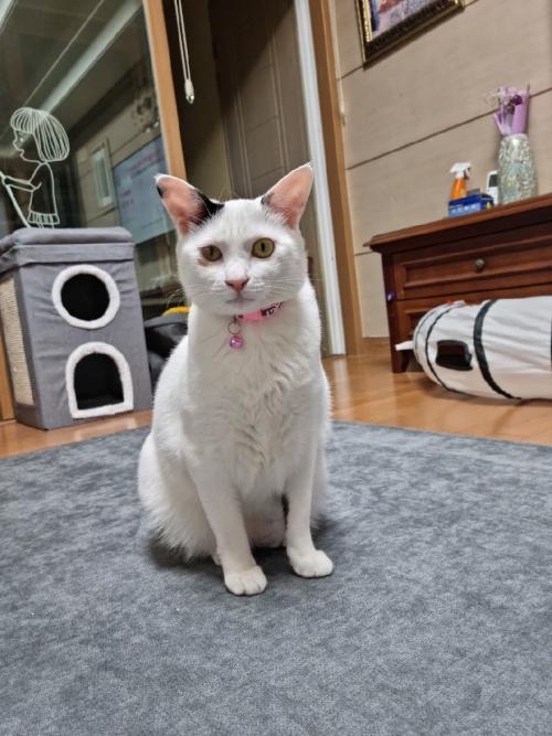 2살 고양이 무료분양합니다.