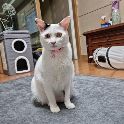 2살 고양이 무료분양합니다.