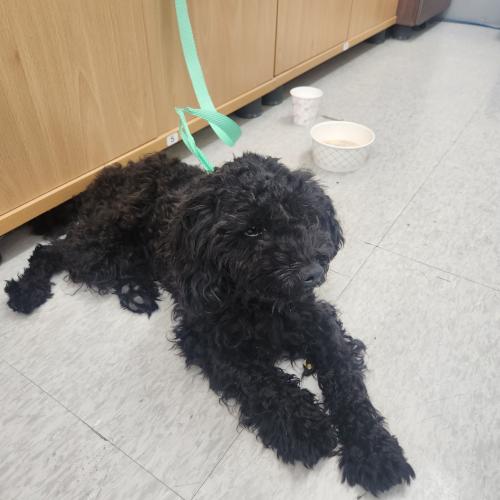 푸들(남) 주인을 찾습니다.