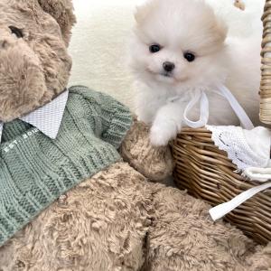 [20만원] 포메라니안 왕자님 가족을 찾아요 ❤