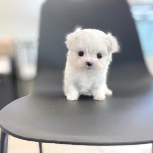 5만책임비 말티즈