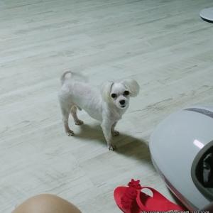 말티즈 강아지 찾습니다
