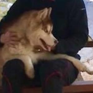 허스키(갈색흰색),포인터(밤색) 무실동 찾아요