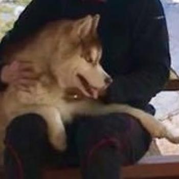 허스키(갈색흰색),포인터(밤색) 무실동 찾아요