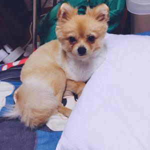 부산 금정구 포메라니안 찾습니다
