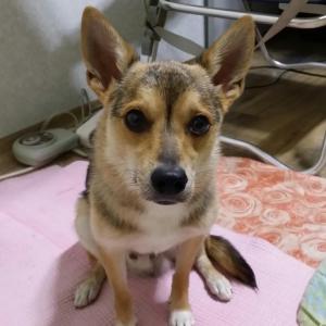 대구시 달서구 감삼동 2살 복실이 믹스견