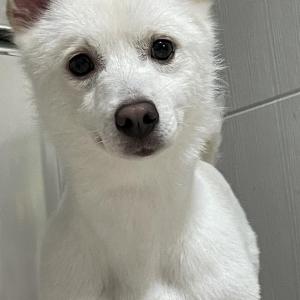 전북 삼례 흰색 진도+스피츠 믹스견 암컷 찾습니다