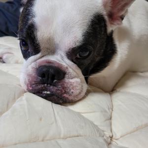 강아지분실신고