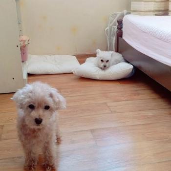아이를  찾습니다 (충남 천안)