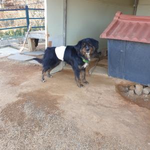 [강화군 불은면 삼성리] 까만개 찾습니다