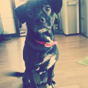 부산 수영구에서 없어진 강아지를 찾아요.