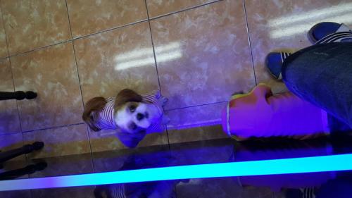 시츄?주인  누구요~? 목걸이도없음...