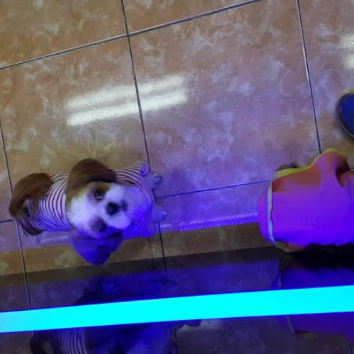 시츄?주인  누구요~? 목걸이도없음...