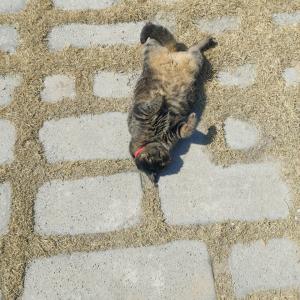 전남 신안군 지도읍 사거리 부근에서 실종 된 고양이를 찾습니다.