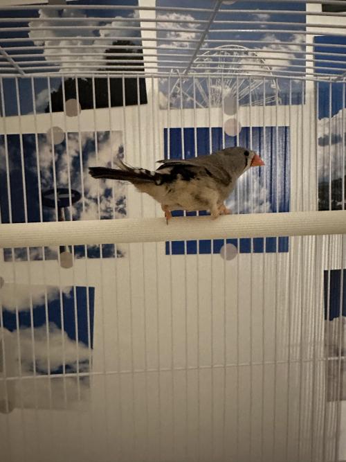 귀여운 금화조 부부 분양합니다