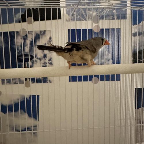 귀여운 금화조 부부 분양합니다