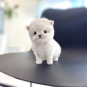 5만 책임비 미니비숑