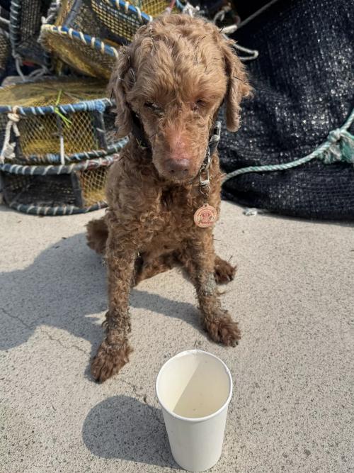 갈색푸들 잊어버리신분 전남보성 득량쪽 바다가