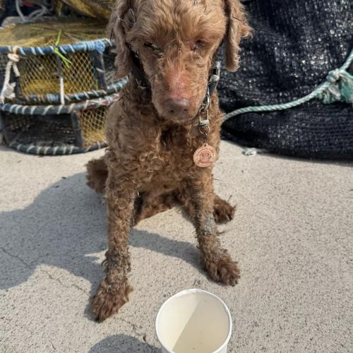 갈색푸들 잊어버리신분 전남보성 득량쪽 바다가