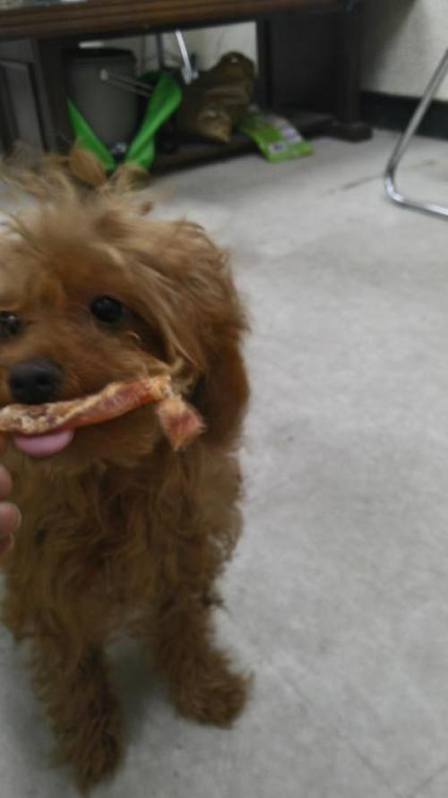 갈색푸들(남아) 경기 고양시 중산마을 3단지