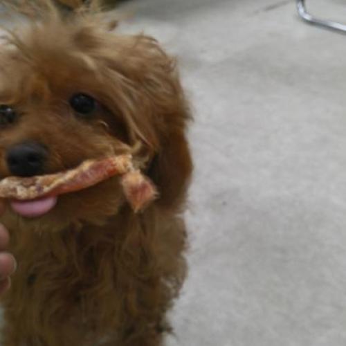 갈색푸들(남아) 경기 고양시 중산마을 3단지