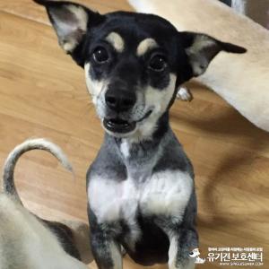 영등포 문래공원에서 잃어버린 까만개를 찾습니다