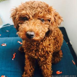 토이푸들 고메 귀여운 아이 입니다ㅠㅠ 도와주세요ㅠㅠ